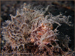 Ambon Scorpionfish (Pteroidichthys amboinensis) - Puri Ja... by Marco Waagmeester 